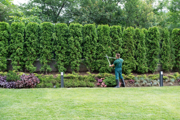 Best Lawn Edging Services  in USA